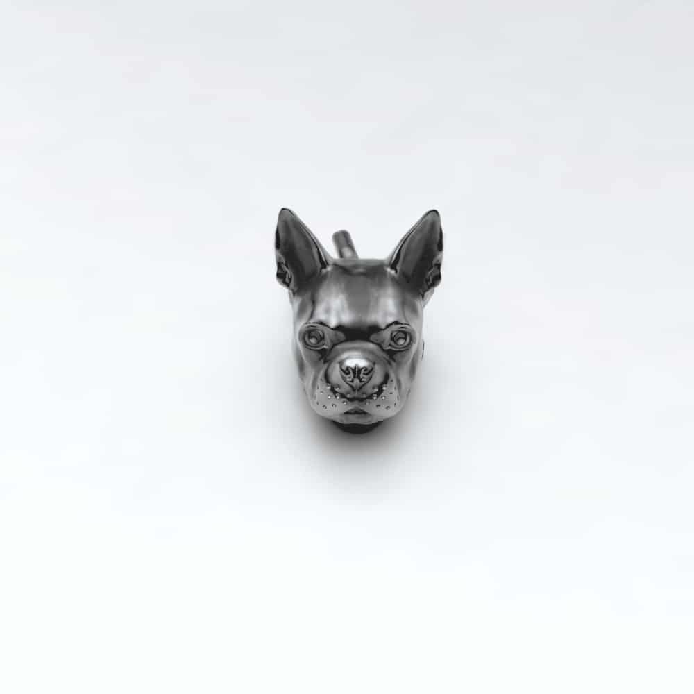Boston Terrier