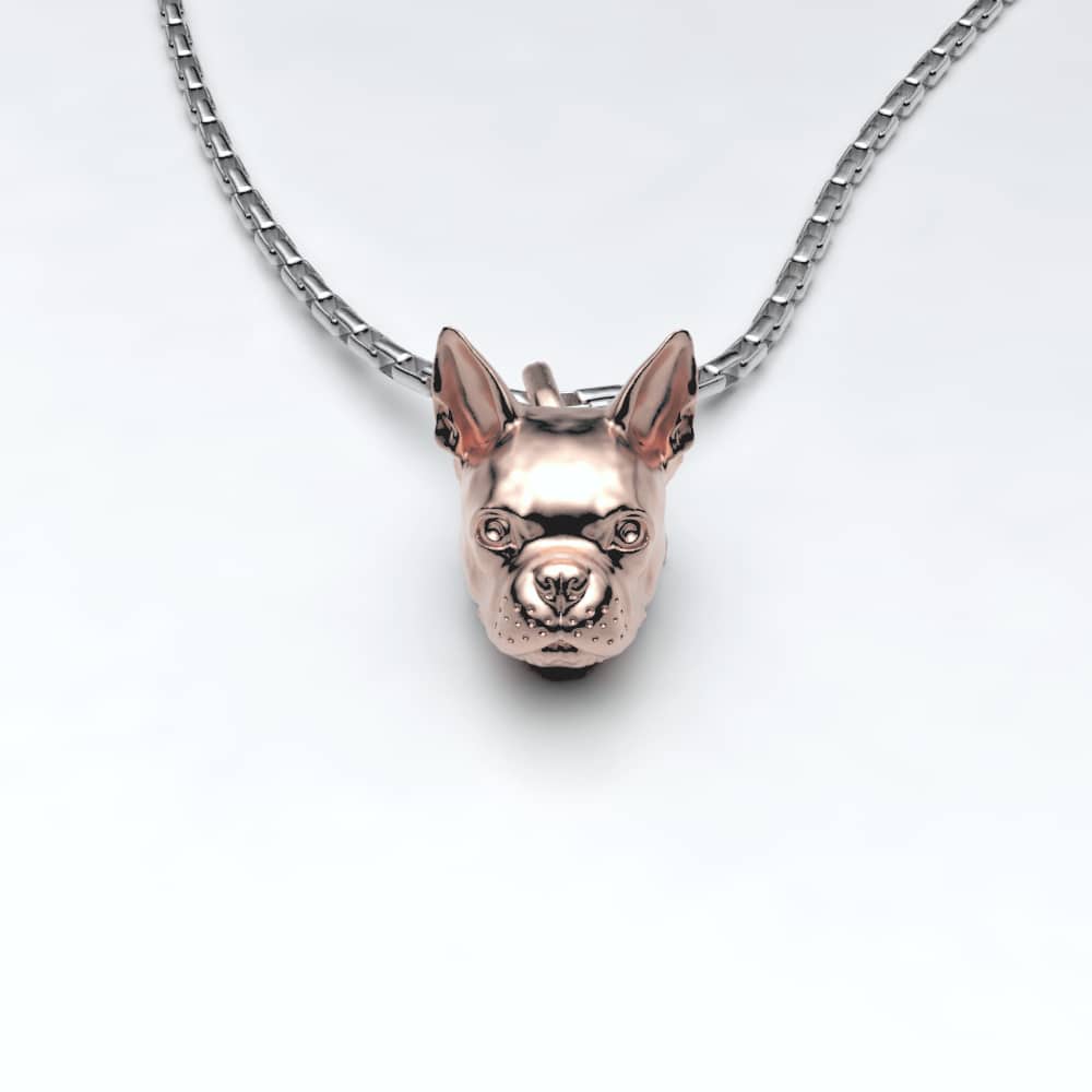 Boston Terrier